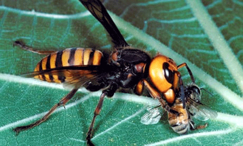 Vespa mandarinia Smith processing its honey bee prey capture