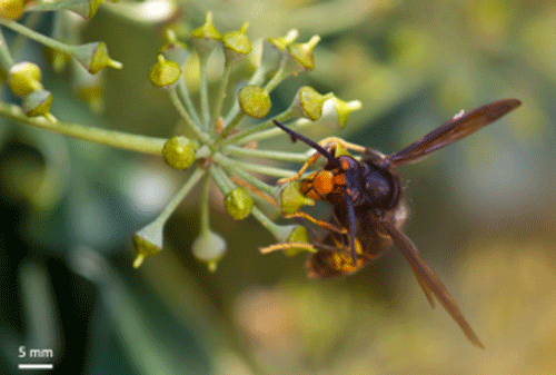 Vespa velutina (Lepeletier), feeding on nectar