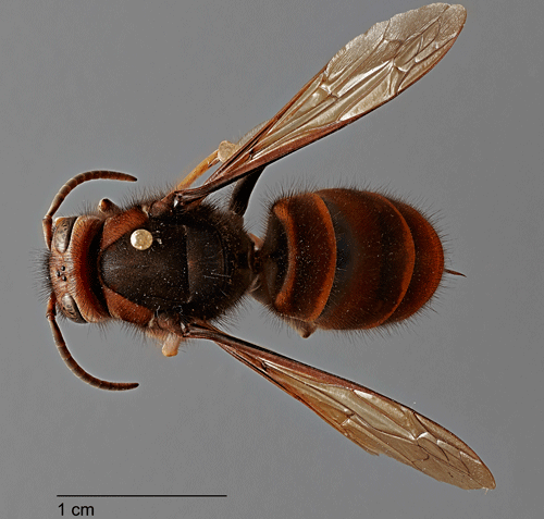 Adult female Vespa velutina (Lepeletier), dorsal view