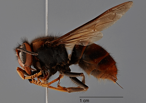 Adult female Vespa velutina (Lepeletier), dorsal view