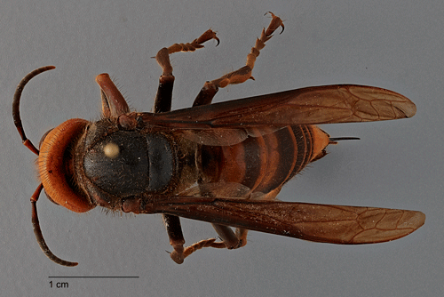 Adult female Vespa mandarinia (Smith), dorsal view