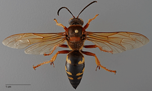 Adult Sphecius speciosus (Drury), dorsal view