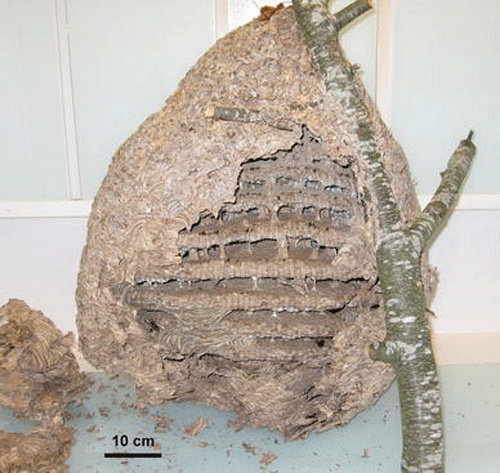 Secondary nest of Vespa velutina (Lepeletier)