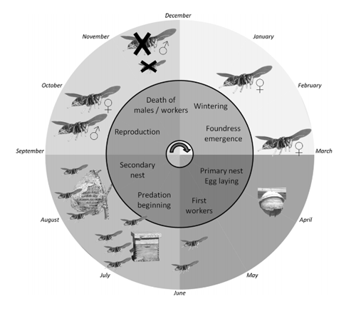 Life cycle of Vespa velutina (Lepeletier) in France