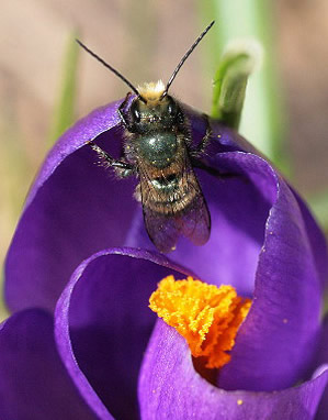 Male Osmia lignaria visiting a crocus flower in early spring in Ontario, Canada