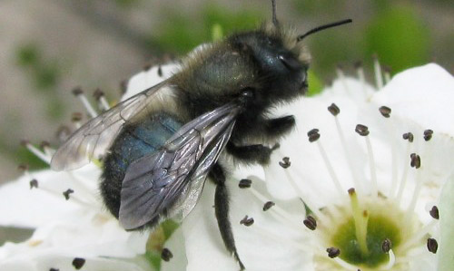 Female blue orchard bee visiting a flower in Utah