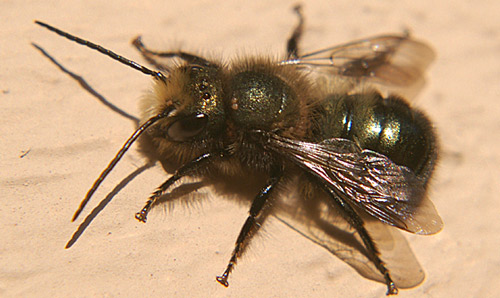 Male blue orchard bee resting