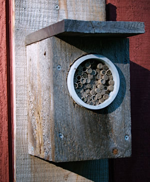 Purchased paper tubes are held in a PVC pipe inserted into a homemade nesting box