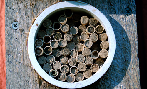 Paper tubes plugged with mud, indicating the bees have finished laying eggs in these tubes