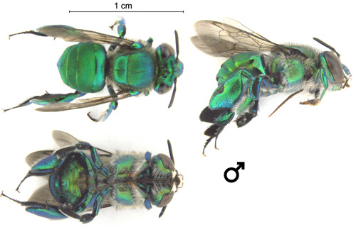 A male Euglossa viridissima photographed from different angles. Characteristic green metallic coloration, long tongue, brush-like front tarsi, and enlarged hind tibia are visible.