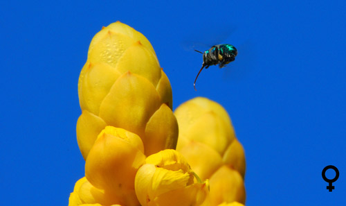 A female Euglossa viridissima photographed while foraging. Corbicula (pollen baskets) are visible, and contain yellow pollen stores. 