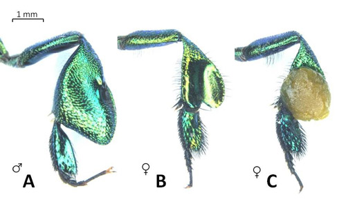 Hind legs of male (a) and female (b,c) green orchid bees. Male bees have an enlarged hind tibia with a hole providing access to the spongy compartment which acts as storage for fragrant compounds collected from its environment. Females have corbicula (pollen baskets) for collecting pollen and propolis (plant resins). 