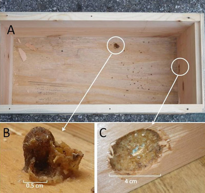 A young orchid bee nest constructed inside an empty nucleus colony box (a beekeeping hive box half as wide as a typical hive box used for housing small honeybee colonies)(a). The top has been removed revealing 3 cells under construction by a female green orchid bee (b). The entrance has been sealed off with propolis (plant resins) except for a small hole allowing entry for the female bee (c).