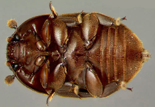 Ventral view of an adult small hive beetle, Aethina tumida Murray. 