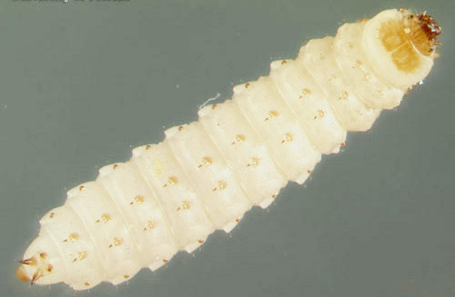 Larva of the small hive beetle, Aethina tumida Murray, dorsal view.