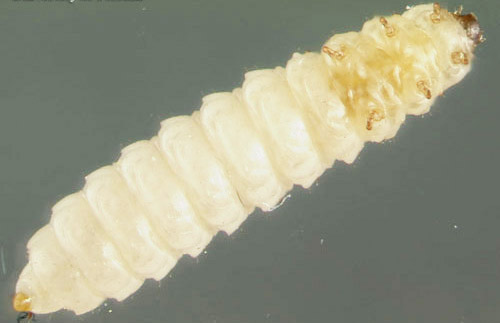 Larva of the small hive beetle, Aethina tumida Murray, ventral view.