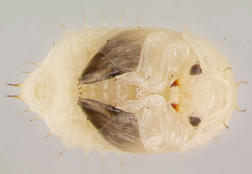 Pupa of a female small hive beetle, Aethina tumida Murray. 