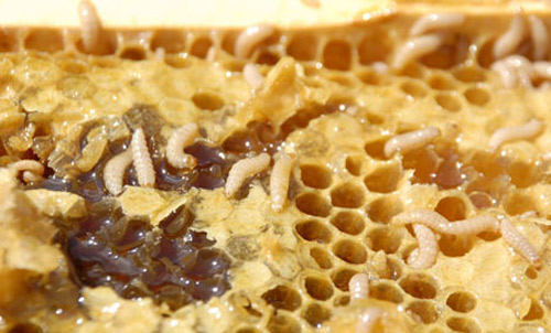 Honey comb showing fermenting honey and other damage caused by larvae of the small hive beetle, Aethina tumida Murray. 
