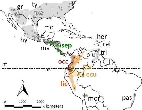 Distribution of Dynastes spp. (gr = Dynastes granti, ty = Dynastes tityus, hy = Dynastes hyllus, mo = Dynastes moroni, ma = Dynastes maya, sep = Dynastes hercules septentrionalis, her = Dynastes hercules hercules, rei = Dynastes hercules reidi, tri = Dynastes hercules trinidadensis, blu = Dynastes hercules bleuzeni, occ = Dynastes hercules occidentalis, lic = Dynastes hercules lichyi, ecu = Dynastes hercules ecuatorianus, mor = Dynastes hercules morishimai, pas = Dynastes hercules paschoali). Figure taken from Huang and Knowles 2015.