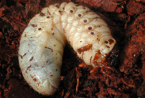 Hercules beetle, Dynastes hercules, larva.