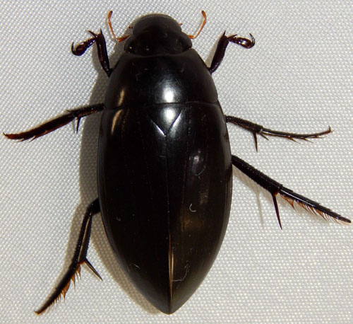 Adult giant black water beetle, Hydrophilus triangularis Say (dorsal view)