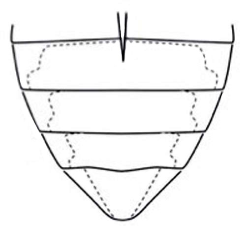 Line drawing of abdominal ventrites of Hydrophilus triangularis Say. 