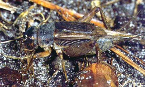An adult male Jamaican field cricket, Gryllus assimilis (Fabricius).
