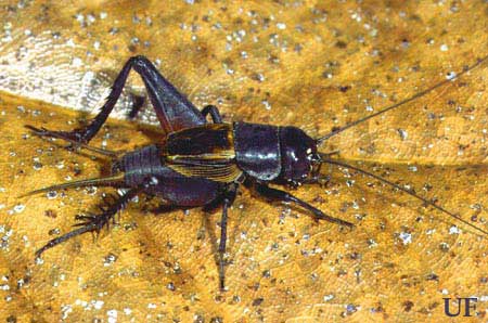 Adult male taciturn wood cricket, Gryllus ovisopis T. Walker. 