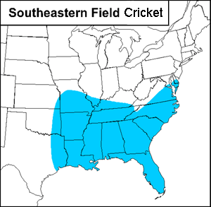 The southeastern field cricket occurs throughout southeastern United States.