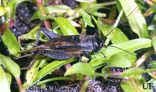 Long-winged, adult male southeastern field cricket, Gryllus rubens (Scudder).
