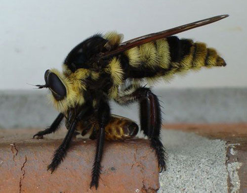 The "Florida bee killer," Mallophora bomboides (Wiedemann), with honey bee prey