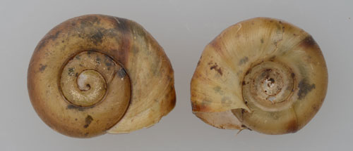 Front view (left) and back view (right) of the sinistral shell of a marsh rams-horn, Helisoma trivolvis (Say). The snail has a planispiral (flat coiling) shell. Photograph by Lyle J. Buss, University of Florida.