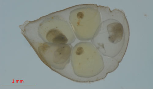 Egg sack of Helisoma (Planorbella)sp., with five snail eggs in various stages of development. It takes approximately two weeks for eggs to hatch depending on the conditions. This egg sack is approximately 3 mm in length. An egg sack can contain anywhere from five to 20 snails.Photograph by Lyle J. Buss, University of Florida. 