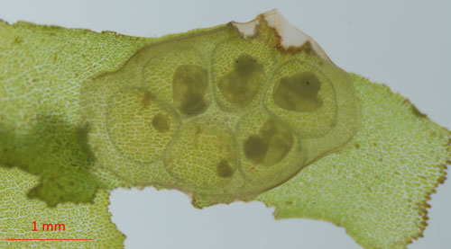 Egg sack of Planorbella sp. with six developing snail eggs on a piece of Lomariopsis sp. The eyes of the developing snails are visible via the two black dots on the right uppermost three and lower right developing eggs. Photograph by Lyle J. Buss, University of Florida. 