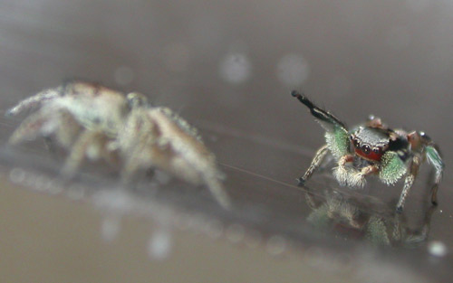 A male Habronattus pyrrithrix (right) courting a conspecific female (left). Male displays in this and other Habronattus species consist of movement, color, and substrate-borne vibrations