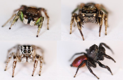 Mature males of several Habronattus species common in north central Florida (left to right: Habronattus calcaratus calcaratus, Habronattus brunneus, Habronattus trimaculatus, and Habronattus decorus. Note the large forward-facing eyes and the species-specific color patterns on the males’ face and legs (and on the abdomen of Habronattus decorus), which are displayed to females during courtship