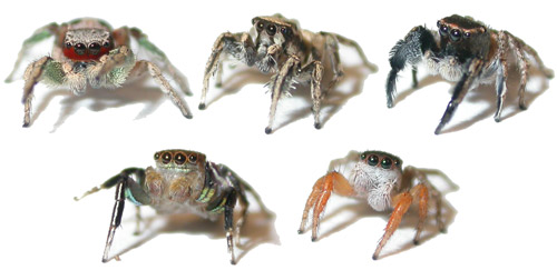 Mature males of several Habronattus species common in the southwestern USA(left to right: Habronattus pyrrithrix, Habronattus clypeatus, Habronattus hirsutus, Habronattus hallani, Habronattus icenoglei)