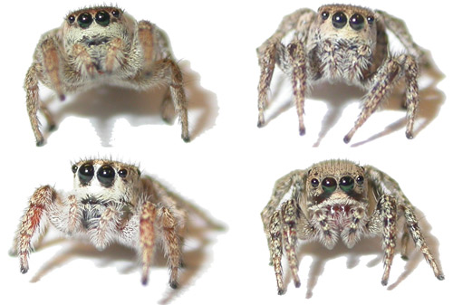 Mature females of several species of Habronattus common in the southwestern USA: Habronattus pyrrithrix (top left), Habronattus clypeatus (top right), Habronattus hirsutus (bottom left), Habronattus hallani (bottom right). In contrast to the conspicuous colors of males of the same species (see Figure 3), females are typically drab and cryptically colored and are typically larger than males.