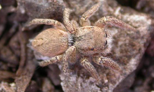 Adult female Habronattus pyrrithrix illustrating the cryptic dorsal color pattern which is characteristic of many other Habronattus females and allows them to blend in with their environment