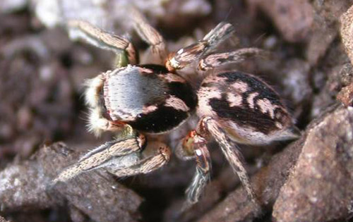 Adult male Habronattus pyrrithrix illustrating a characteristic conspicuous dorsal pattern which is similar in appearance to the males of many other Habronattus species.