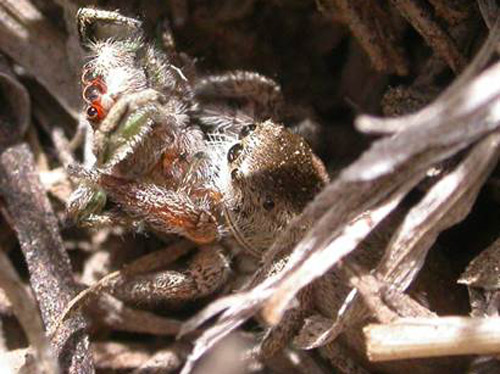 Adult female Habronattus pyrrithrix found cannibalizing an adult male in the field