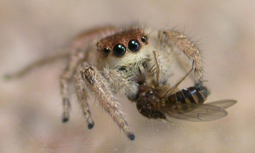 Female Habronattus pyrrithrix jumping spider feeding on a fly.