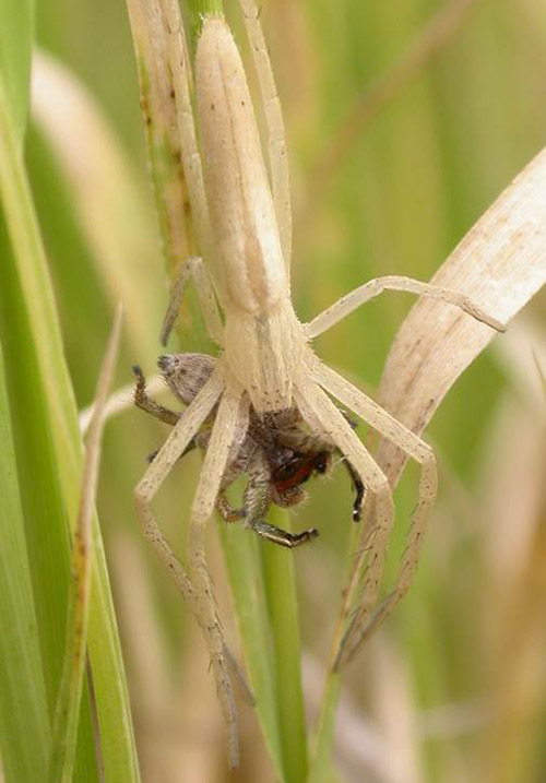 A philodromid spider, Tibellus sp., eating a male Habronattus pyrrithrix