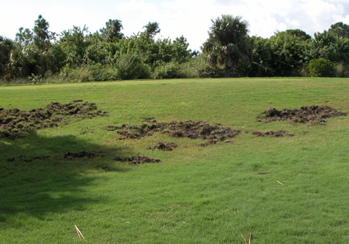 Feral swine have rooted up this golf course turf while hunting for worms and other food