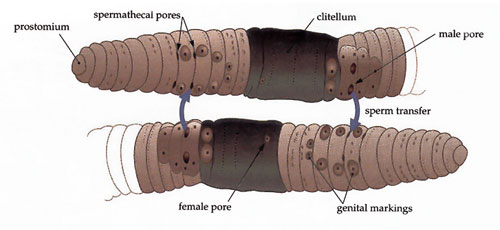 Diagram illustrating sexual earthworm organs