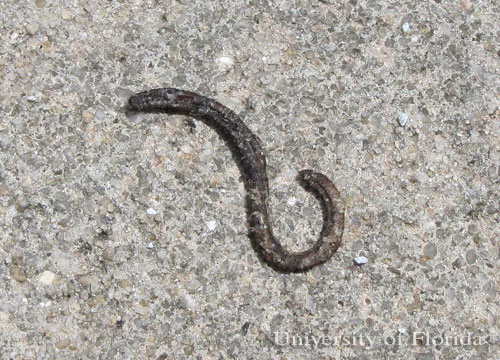 Earthworms dry up and die in sunlight