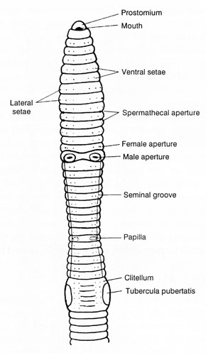 Diagram of the anterior portion of an earthworm