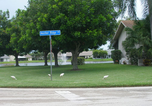 Ibis foraging for worms and other food in a Florida lawn