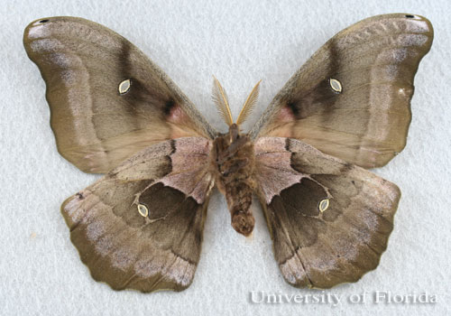 adult male (ventral)  