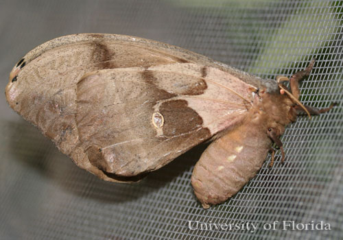 adult female (ventral view)